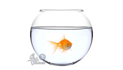 freshwater aquarium fish-common goldfish types-Carassius auratus auratus-care-breeding -تکثیر و پرورش ماهی های زینتی آکواریوم آب شیرین-نگهداری تغذیه پرورش ماهی قرمز عید-ماهی حوض-ماهی گلی-ماهی طلایی