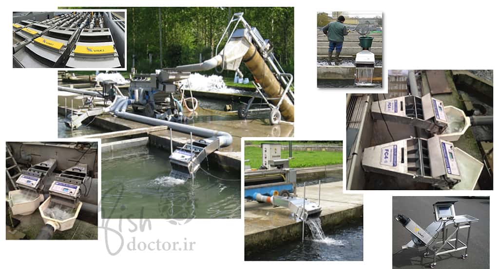 دستگاه اتوماتیک شمارش ماهی و میگو-Aquaculture fish counting machine